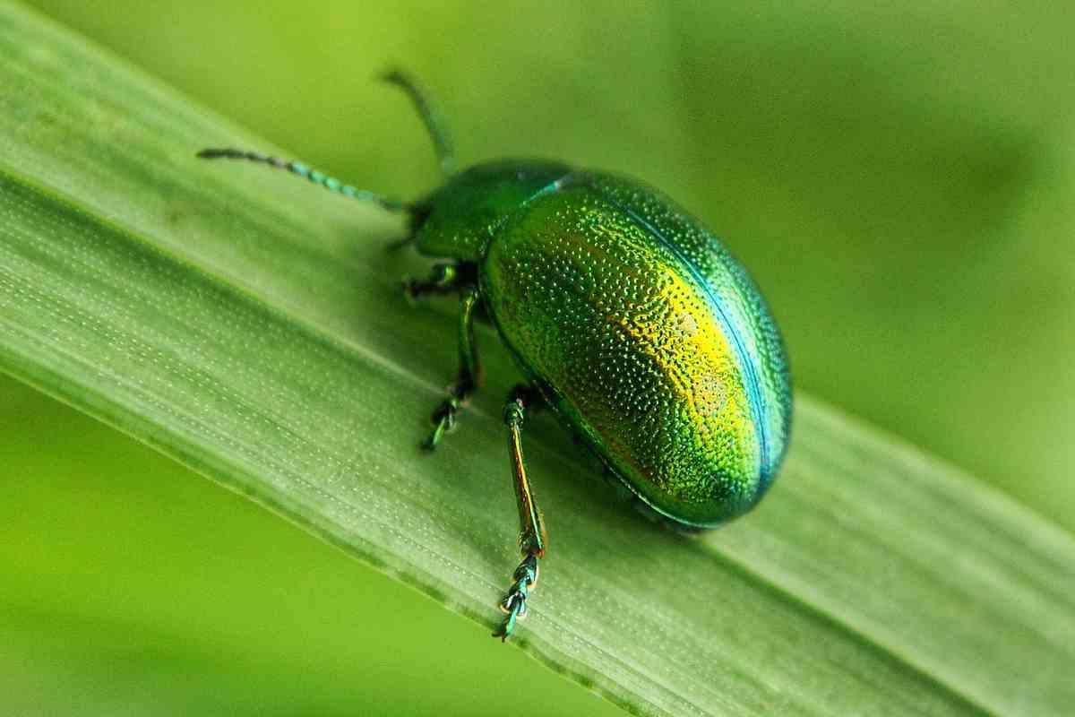 Rimedi naturali allontanare cimici