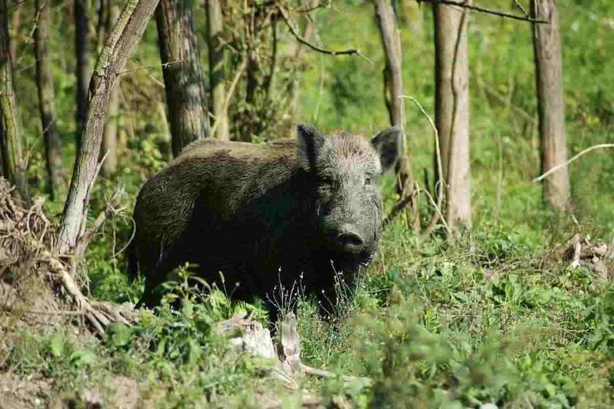 Cosa fare incontro cinghiale 