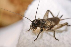 cimice nel letto