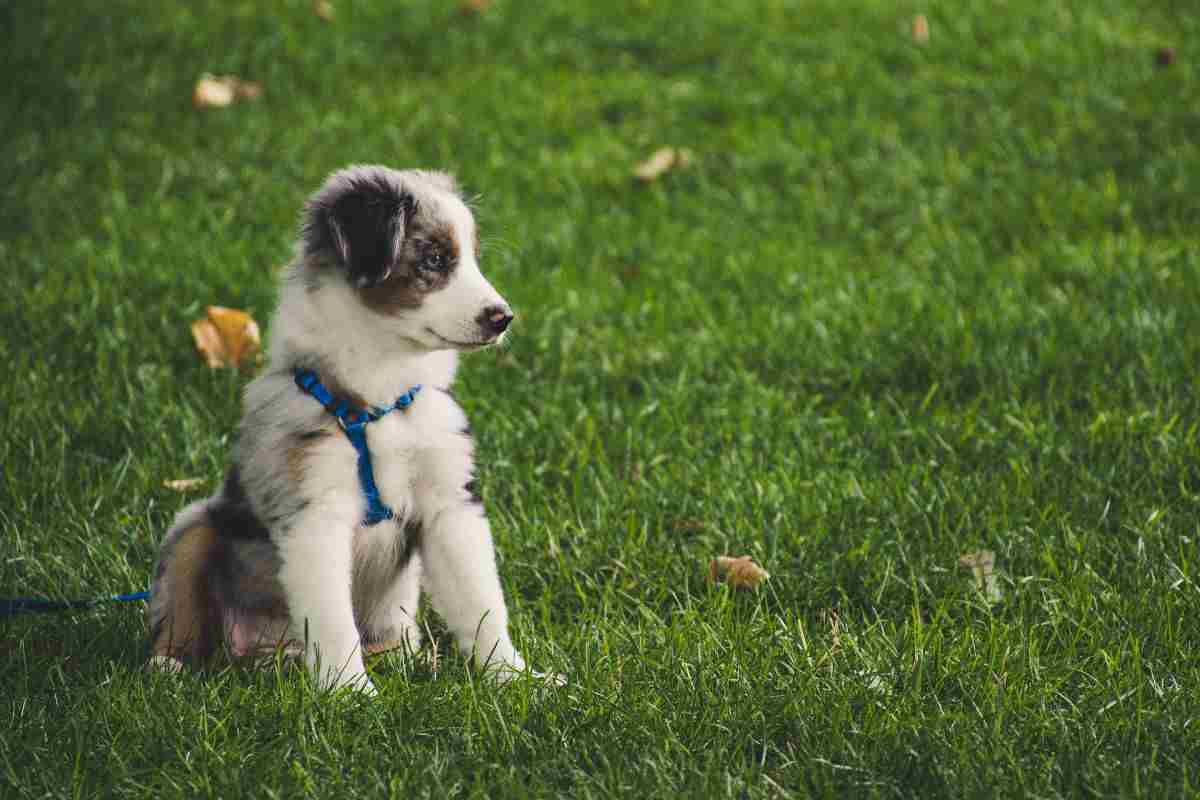 cane nel prato